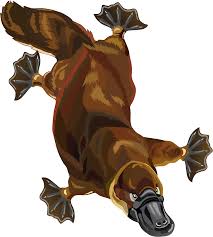Download Platypus Free To Use Clipart Platypus Clip Art Full Size Png Image Pngkit Pngkit selects 85 hd platypus png images for free download. use clipart platypus clip art