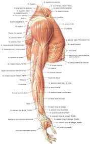 Pin De Eren Uyar Em Kas Sistemi Em 2020 Anatomia Dos Ossos Musculos Do Braco Musculos Do Corpo Humano