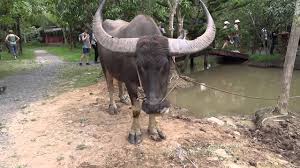 The buffalo in vietnamese culture and life. Vietnamese Water Buffalo Greeting The Tourists Youtube