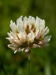 Image result for Trifolium repens