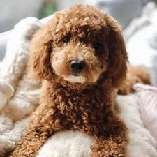 Maybe you would like to learn more about one of these? Our Puppies Hillside Paws For Life