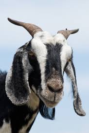 You want to wear something you don't care about so you can properly bathe your. A Goat With A Cough Clear Runny Nose Animals Mom Com