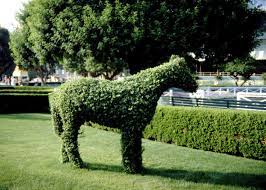 How To Make Animal Topiary Wire Frames Hunker Outdoor Topiary Topiary Plants How To Trim Bushes