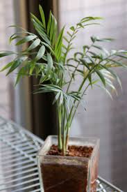 How To Grow A Parlor Palm