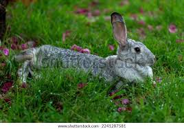 Image result for tbn:nuNU7FPK4A54yM::rvforsaleguide.com/images/bunny-resting-picture.jpg