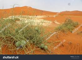 Image result for Acanthosicyos