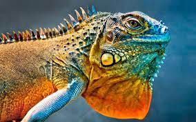 Lizard Wallpapers 24 Best Free Lizard Hd Backgrounds For Mac Pet Birds Lizard Colorful Lizards