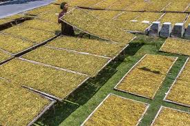 Dengan resolusi yang tinggi, ketajaman gambar akan membuat smartphone kamu lebih enak dilihat. Petani Tembakau Imbau Pabrikan Liquid Gunakan Daun Tembakau Ekonomi Bisnis Com