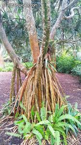 Image result for Pandanus