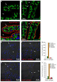 Four color confocal image of mammalian cultured cells. Ijms Free Full Text Multiple Na K Atpase Subunits Colocalize In The Brush Border Of Mouse Choroid Plexus Epithelial Cells Html