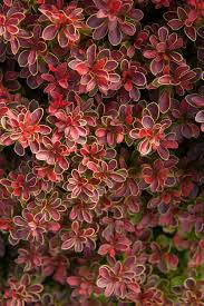 Image result for Berberis thunbergii
