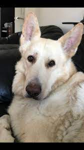German shepherd puppies for sale puppies for sale. White German Shepherd Puppies For Sale Uk Pets Lovers