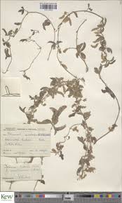 Image result for Dioscorea quartiniana