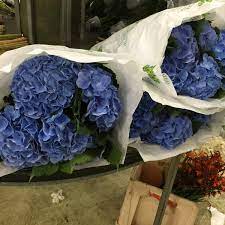 We are a seattle based floral wholesaler providing bulk flowers, plants, and floral supplies to local businesses. Associated Cut Flower Chelsea 131 W 28th St