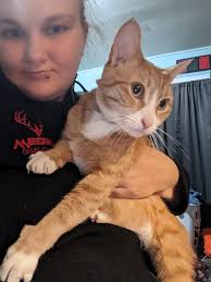 How to find a lost indoor cat in Elkland, PA?