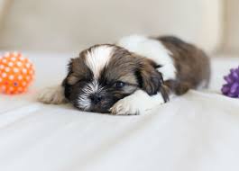 Check spelling or type a new query. 9 Things You Didn T Know About The Shih Tzu American Kennel Club