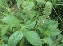 Image result for Ocimum americanum
