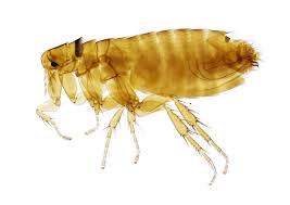 We did not find results for: Natural Flea Control Eartheasy Guides Articles Eartheasy Guides Articles