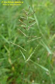 Image result for Urochloa serrata