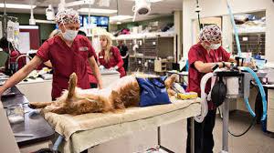 You can see how to get to veterinary care center of laredo on our website. Petition 24 7 Care Best Infra Facilities Needed Superspecialty Queens Vet Hospital Bangalore Change Org