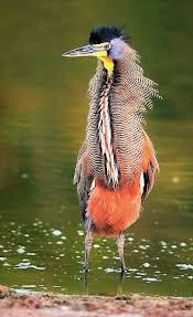 bare throated tiger heron pet birds wild birds birds