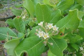 Image result for Psorospermum baumii