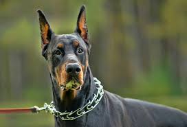 Although they were originally used as hunting dogs, they are now adopted by families. 7 Large Dog Breeds With Short Hair Patchpuppy Com