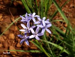 Image result for Pentanisia