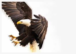 Maybe you would like to learn more about one of these? Lambang Sayap Elang Burung Simbol Dekorasi Gambar Sayap Burung Garuda Hd Png Download Kindpng