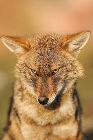 Golden Jackal At Keoladeo Ghana National Park India Jackal Animals Beautiful Wild Dogs