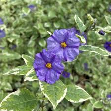 Image result for Lotononis bainesii