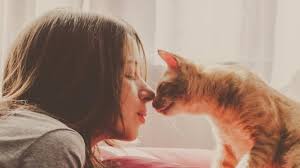 Yeni Kedi Sahiplenme Rehberi Ilk Defa Kedi Sahipleneceklerin Bilmesi Gerekenler