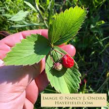 Image result for Fragaria