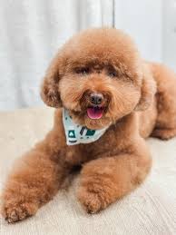 Tale as old as timeeee... dooodeeee dooodeee dooo... @roxie.ivy