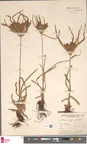 Image result for Cyperus cuspidatus