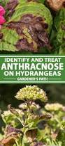 Image result for Cercospora hydrangea