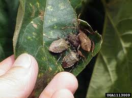 Brown Marmorated Stink Bug