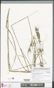 Image result for Hyparrhenia diplandra