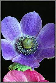 Mic Uk A Close Up View Of The Anemone