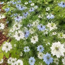 Folge deiner leidenschaft bei ebay! Nigella Love In A Mist Organic Adaptive Seeds