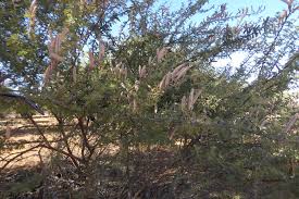 Image result for Acacia hebeclada