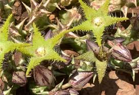 Image result for Orbea dummeri