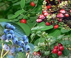 Image result for Vaccinium madagascariense