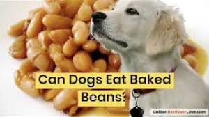 Baked beans are full of sugar and often contain ingredients like onions and lots of garlic, which are both toxic and unhealthy for all dogs. Can Dogs Eat Baked Beans Youtube