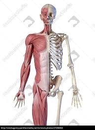 View, isolate, and learn human anatomy structures with zygote body. Human Male Anatomy 3 4 Figure Muscular And Skeletal Stock Image 27286822 Panthermedia Stock Agency