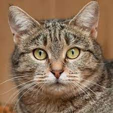 kotyata i koshki v dobrye ruki besplatno kotyata v dar moskva otdam vozmu kotenka animals cat portraits cats