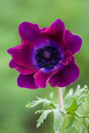 Anemone Coronaria Cristina Beautiful Flowers Purple Flowers Amazing Flowers