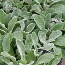 Image result for Stachys