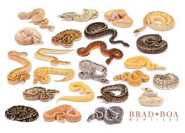 Ball Python Morph Chart Google Search Ball Python Morphs