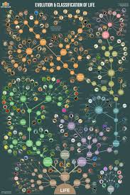 Evolution Classification Of Life Life Poster Science And Nature Life Science